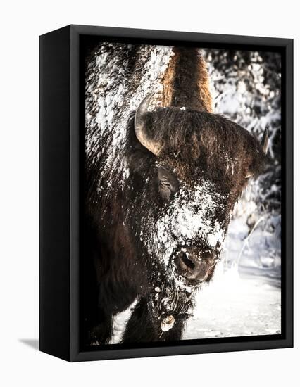 Shoshone National Forest, Wyoming, Usa. Bison with Snow on Face-Janet Muir-Framed Premier Image Canvas