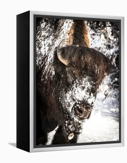 Shoshone National Forest, Wyoming, Usa. Bison with Snow on Face-Janet Muir-Framed Premier Image Canvas