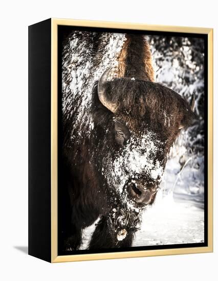 Shoshone National Forest, Wyoming, Usa. Bison with Snow on Face-Janet Muir-Framed Premier Image Canvas