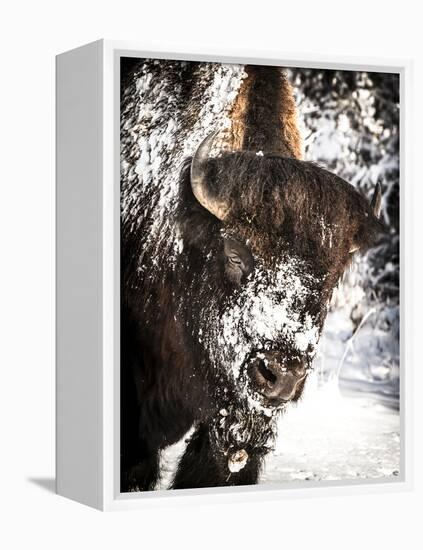 Shoshone National Forest, Wyoming, Usa. Bison with Snow on Face-Janet Muir-Framed Premier Image Canvas