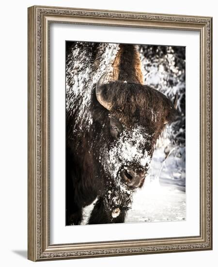 Shoshone National Forest, Wyoming, Usa. Bison with Snow on Face-Janet Muir-Framed Photographic Print