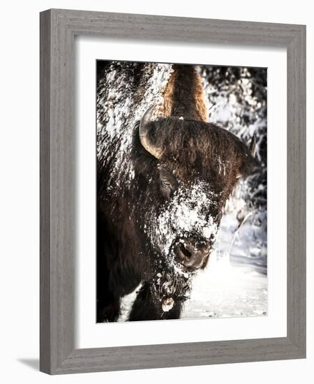 Shoshone National Forest, Wyoming, Usa. Bison with Snow on Face-Janet Muir-Framed Photographic Print