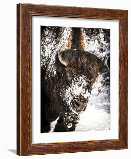 Shoshone National Forest, Wyoming, Usa. Bison with Snow on Face-Janet Muir-Framed Photographic Print