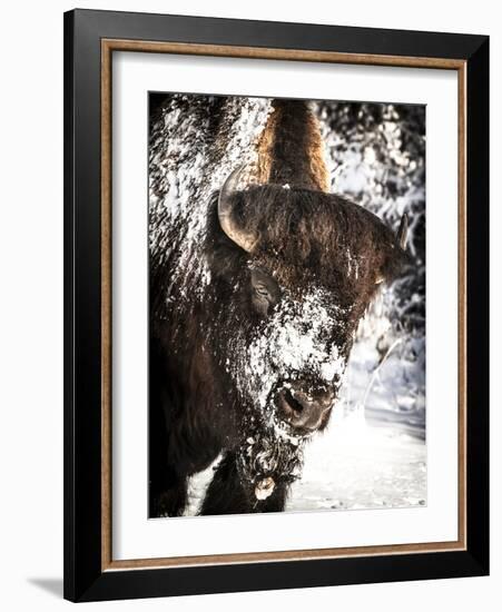 Shoshone National Forest, Wyoming, Usa. Bison with Snow on Face-Janet Muir-Framed Photographic Print