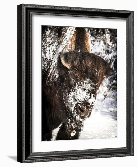 Shoshone National Forest, Wyoming, Usa. Bison with Snow on Face-Janet Muir-Framed Photographic Print