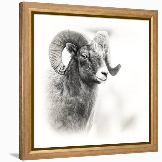 Shoshone NF, Wyoming. Black and White Photo of a Big Horn Sheep-Janet Muir-Framed Premier Image Canvas