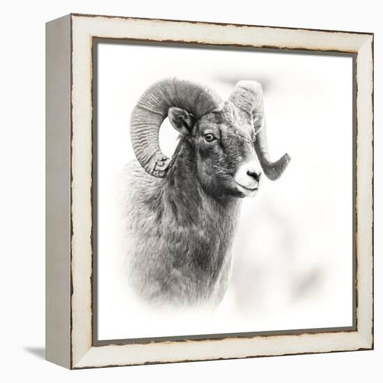 Shoshone NF, Wyoming. Black and White Photo of a Big Horn Sheep-Janet Muir-Framed Premier Image Canvas