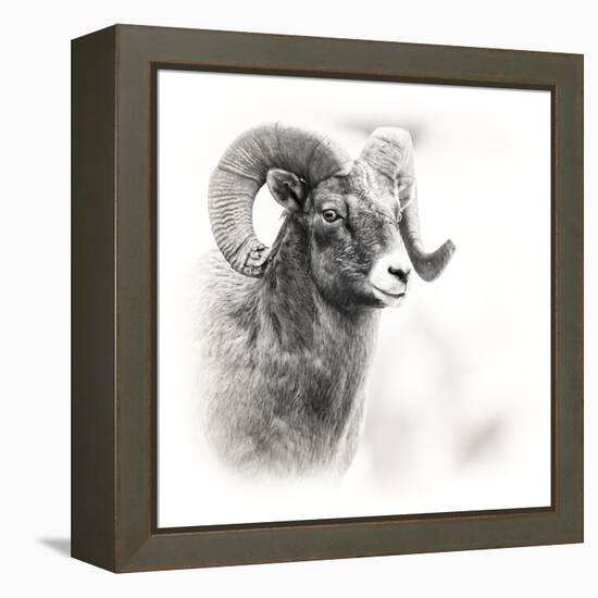 Shoshone NF, Wyoming. Black and White Photo of a Big Horn Sheep-Janet Muir-Framed Premier Image Canvas