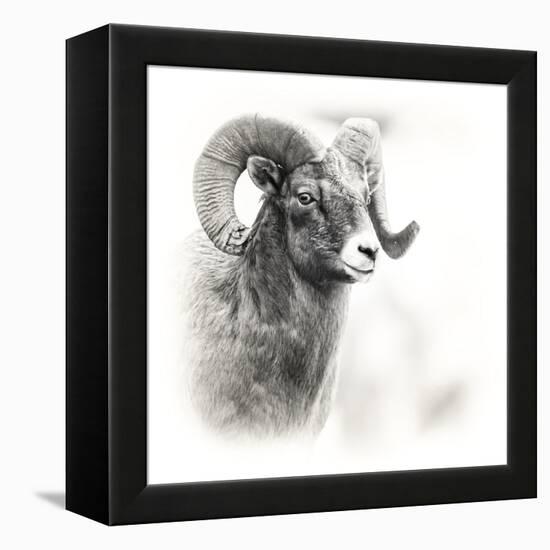 Shoshone NF, Wyoming. Black and White Photo of a Big Horn Sheep-Janet Muir-Framed Premier Image Canvas