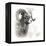 Shoshone NF, Wyoming. Black and White Photo of a Big Horn Sheep-Janet Muir-Framed Premier Image Canvas