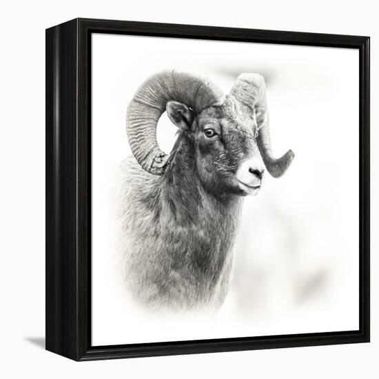 Shoshone NF, Wyoming. Black and White Photo of a Big Horn Sheep-Janet Muir-Framed Premier Image Canvas