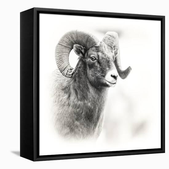 Shoshone NF, Wyoming. Black and White Photo of a Big Horn Sheep-Janet Muir-Framed Premier Image Canvas