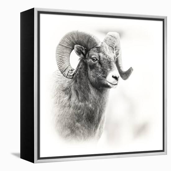 Shoshone NF, Wyoming. Black and White Photo of a Big Horn Sheep-Janet Muir-Framed Premier Image Canvas