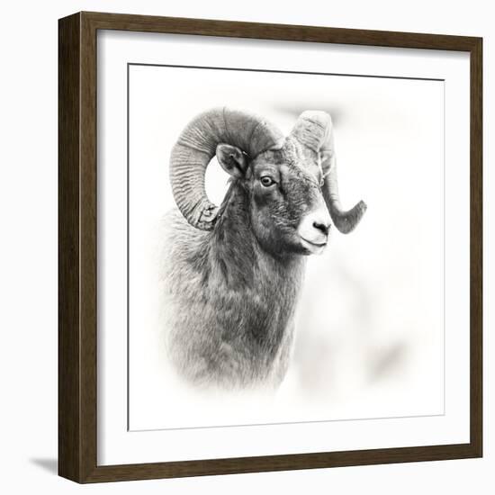 Shoshone NF, Wyoming. Black and White Photo of a Big Horn Sheep-Janet Muir-Framed Photographic Print