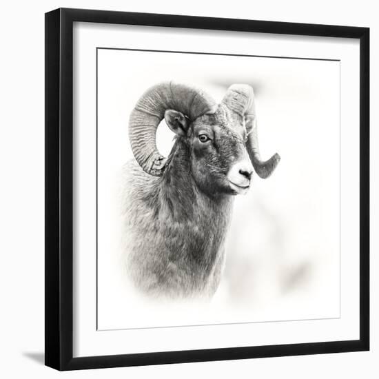 Shoshone NF, Wyoming. Black and White Photo of a Big Horn Sheep-Janet Muir-Framed Photographic Print