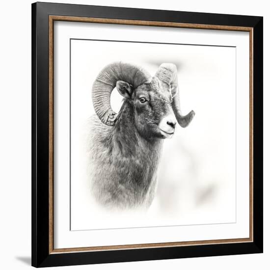 Shoshone NF, Wyoming. Black and White Photo of a Big Horn Sheep-Janet Muir-Framed Photographic Print