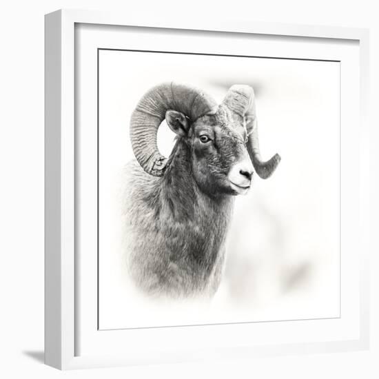 Shoshone NF, Wyoming. Black and White Photo of a Big Horn Sheep-Janet Muir-Framed Photographic Print