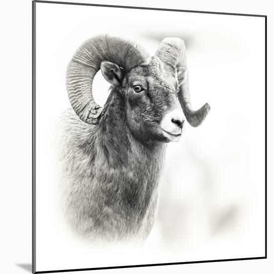 Shoshone NF, Wyoming. Black and White Photo of a Big Horn Sheep-Janet Muir-Mounted Photographic Print