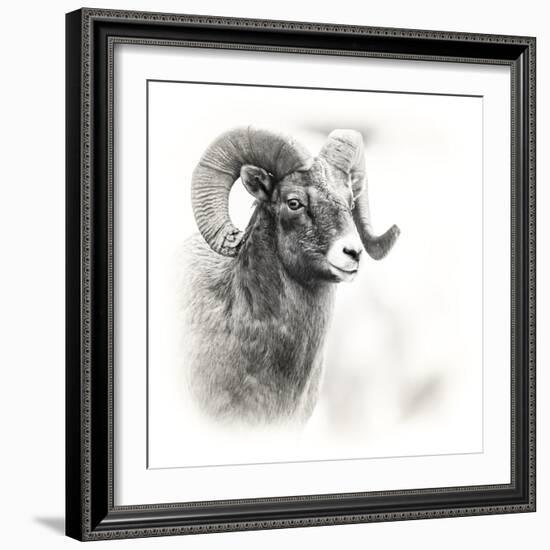 Shoshone NF, Wyoming. Black and White Photo of a Big Horn Sheep-Janet Muir-Framed Photographic Print