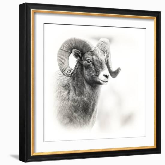 Shoshone NF, Wyoming. Black and White Photo of a Big Horn Sheep-Janet Muir-Framed Photographic Print