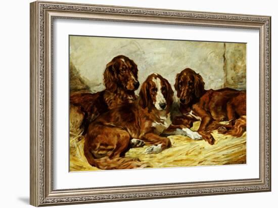 Shot and His Friends - Three Irish Red and White Setters, 1876-John Emms-Framed Giclee Print