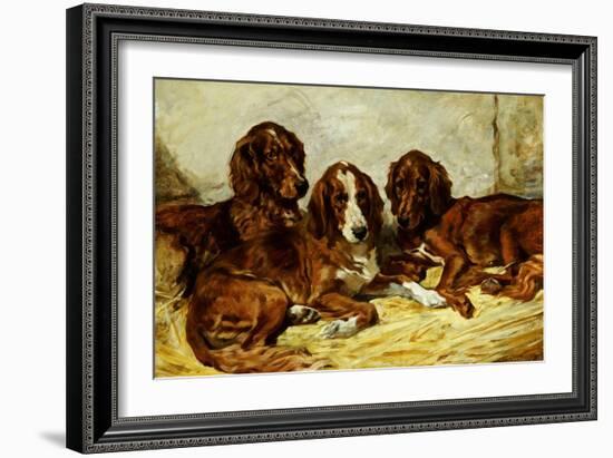 Shot and His Friends - Three Irish Red and White Setters, 1876-John Emms-Framed Giclee Print