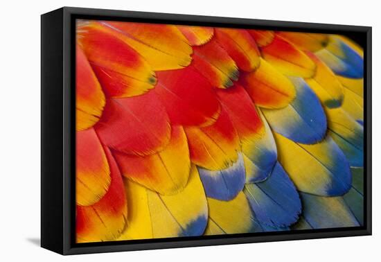 Shoulder, Coverts Feathers of the Scarlet Macaw-Darrell Gulin-Framed Premier Image Canvas
