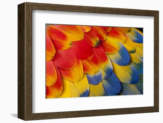 Shoulder, Coverts Feathers of the Scarlet Macaw-Darrell Gulin-Framed Photographic Print