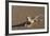 Shovel-Snouted Lizard (Meroles Anchietae), Namib Desert, Namibia, Africa-Ann and Steve Toon-Framed Photographic Print