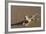 Shovel-Snouted Lizard (Meroles Anchietae), Namib Desert, Namibia, Africa-Ann and Steve Toon-Framed Photographic Print