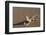 Shovel-Snouted Lizard (Meroles Anchietae), Namib Desert, Namibia, Africa-Ann and Steve Toon-Framed Photographic Print