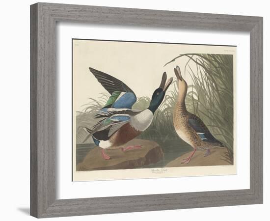 Shoveller Duck, 1836-John James Audubon-Framed Giclee Print