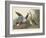 Shoveller Duck, 1836-John James Audubon-Framed Giclee Print