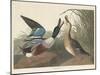 Shoveller Duck, 1836-John James Audubon-Mounted Giclee Print