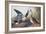 Shoveller Duck-John James Audubon-Framed Art Print