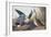 Shoveller Duck-John James Audubon-Framed Art Print