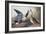 Shoveller Duck-John James Audubon-Framed Art Print