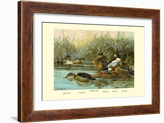 Shoveller Family of Ducks-Allan Brooks-Framed Art Print