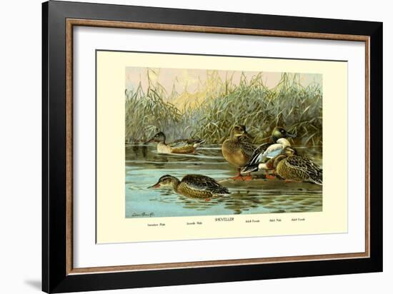 Shoveller Family of Ducks-Allan Brooks-Framed Art Print