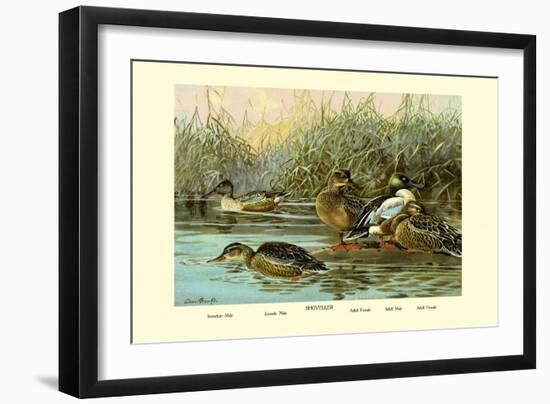 Shoveller Family of Ducks-Allan Brooks-Framed Art Print