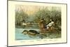 Shoveller Family of Ducks-Allan Brooks-Mounted Art Print