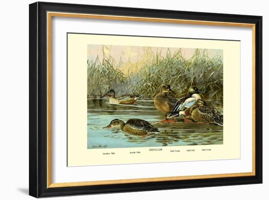 Shoveller Family of Ducks-Allan Brooks-Framed Art Print