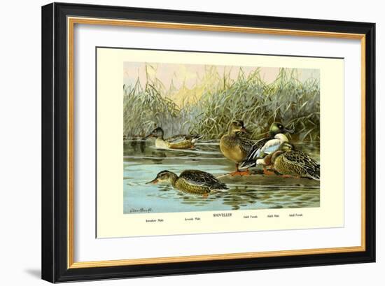 Shoveller Family of Ducks-Allan Brooks-Framed Art Print