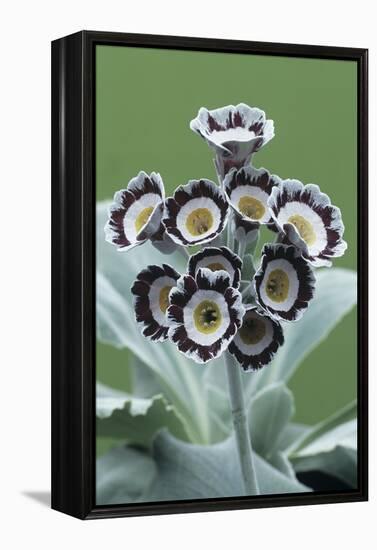 Show Auricula 'Star Wars No. 1' Flowers-Archie Young-Framed Premier Image Canvas
