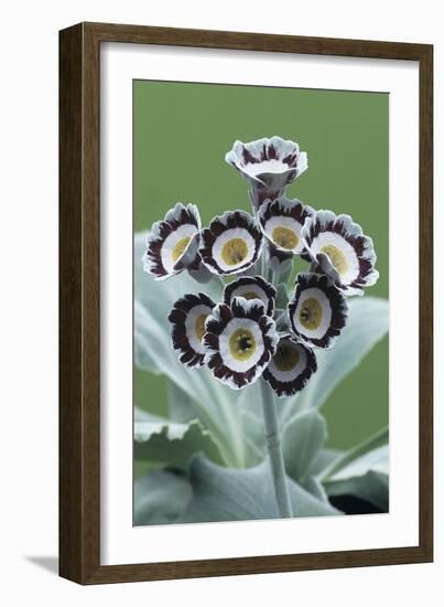 Show Auricula 'Star Wars No. 1' Flowers-Archie Young-Framed Photographic Print