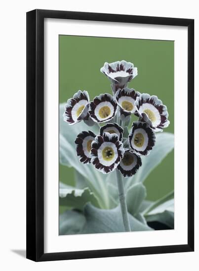 Show Auricula 'Star Wars No. 1' Flowers-Archie Young-Framed Photographic Print