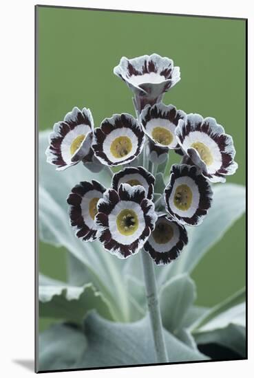 Show Auricula 'Star Wars No. 1' Flowers-Archie Young-Mounted Photographic Print