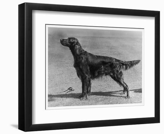 Show Champion Wendover Gentleman Owned by James-null-Framed Photographic Print