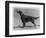 Show Champion Wendover Gentleman Owned by James-null-Framed Photographic Print