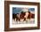 Show Runners-Lisa Dearing-Framed Photographic Print